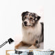 Blue Merl Australian Shepherd
