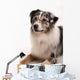 Blue Merl Australian Shepherd