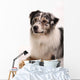 Blue Merl Australian Shepherd
