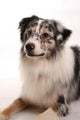Blue Merl Australian Shepherd