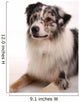 Blue Merl Australian Shepherd