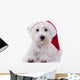 Santa Westie Looking at the Camera Wall Mural