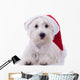 Santa Westie Looking at the Camera Wall Mural