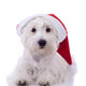 Santa Westie Looking at the Camera Wall Mural