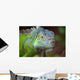 Iguana Wall Mural