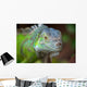Iguana Wall Mural