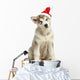 Malamute Puppy in Christmas Hat Wall Decal
