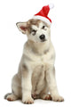 Malamute Puppy in Christmas Hat Wall Decal