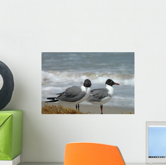 Laughing Gulls