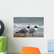 Laughing Gulls