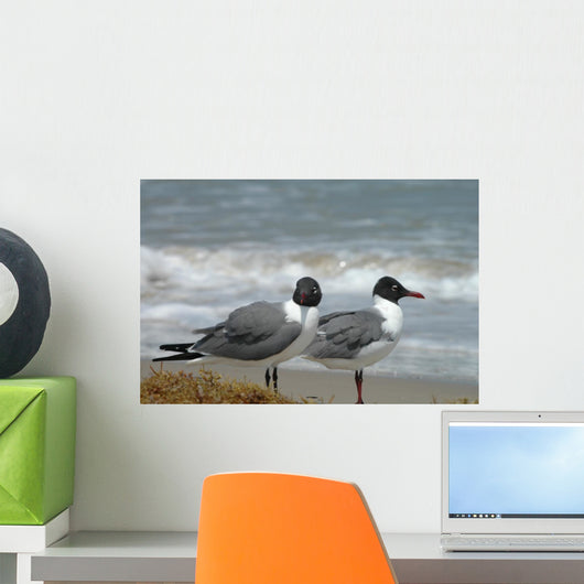 Laughing Gulls