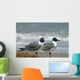 Laughing Gulls
