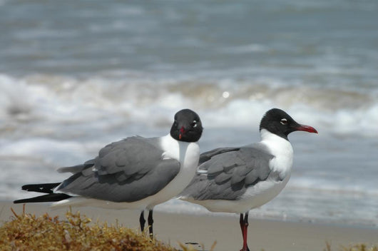Laughing Gulls