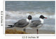 Laughing Gulls