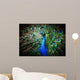 Beautiful peacock Wall Mural