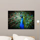 Beautiful peacock Wall Mural