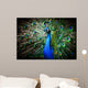 Beautiful peacock Wall Mural