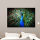 Beautiful peacock Wall Mural