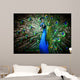 Beautiful peacock Wall Mural