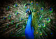 Beautiful peacock Wall Mural