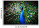 Beautiful peacock Wall Mural