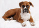 boxer Wall Decal