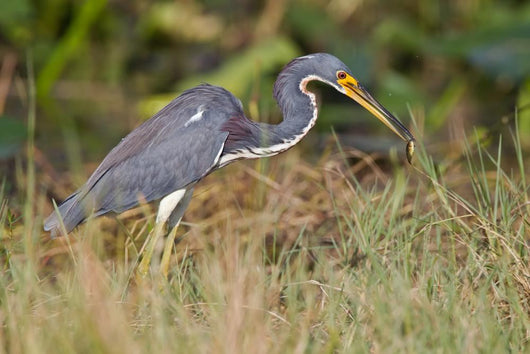 Erflogreicher Heron Wall Mural