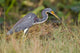 Erflogreicher Heron Wall Mural