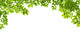 Green Leaves Border