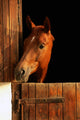Horse Portrait Wall Mural