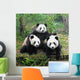 Giant panda bear posing for camera Wall Mural