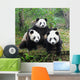 Giant panda bear posing for camera Wall Mural