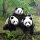 Giant panda bear posing for camera Wall Mural