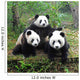 Giant panda bear posing for camera Wall Mural