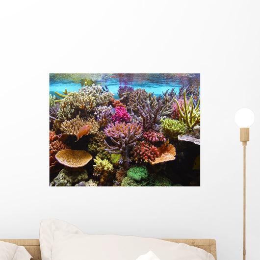 corals in the aquarium Wall Mural