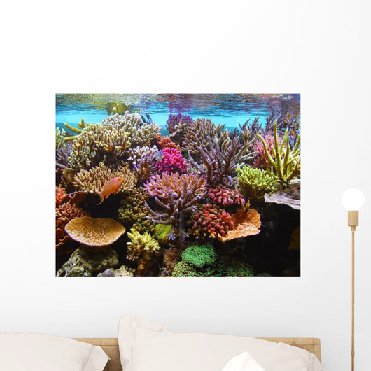 corals in the aquarium Wall Mural
