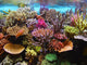 corals in the aquarium Wall Mural