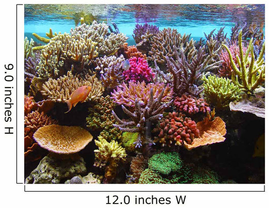 corals in the aquarium Wall Mural