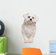 Maltese puppy Wall Decal