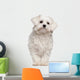 Maltese puppy Wall Decal