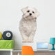 Maltese puppy Wall Decal