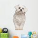 Maltese puppy Wall Decal