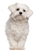 Maltese puppy Wall Decal
