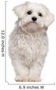 Maltese puppy Wall Decal