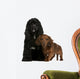 American Cocker Spaniel Wall Decal