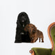 American Cocker Spaniel Wall Decal