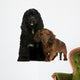American Cocker Spaniel Wall Decal