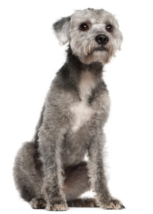 Mixed-breed Dog 1 Year Wall Decal
