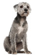 Mixed-breed Dog 1 Year Wall Decal