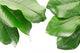 Tropical Frame with Clipping